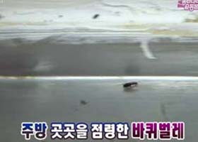 언론 탄 '맛 집' 설거지통 벌레가?
