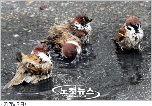 참새 이미지