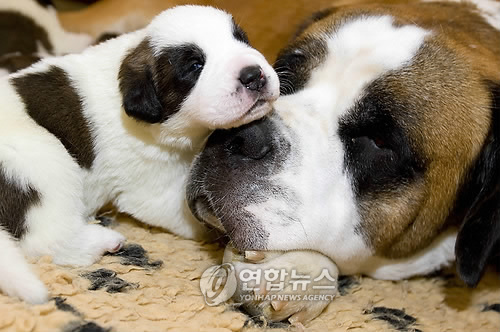 부비부비 이미지