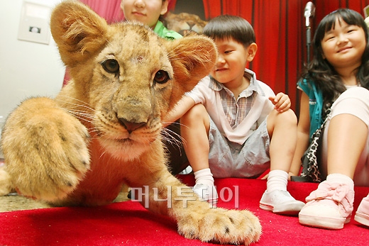 아기사자 이미지