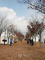 "울산 화창한 날씨에 낙엽거리 걸어보세요"