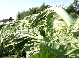 김장철 맞아? 배추값 2년째 '폭락'