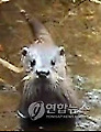 응급치료 후 방사된 수달