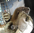 응급치료 후 방사된 수달