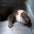 응급치료 후 방사된 수달