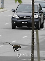 Malaysia Monkeys