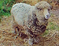 AUSTRALIA WORLDS OLDEST SHEEP VICTORIA