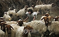 MIDEAST PALESTINIAN GAZA EID AL-ADHA