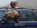 South Africa Battling Baboons