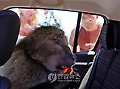 South Africa Battling Baboons