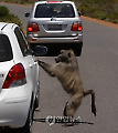 South Africa Battling Baboons