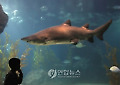 THAILAND ANIMALS SHARK