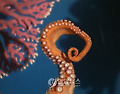 THAILAND ANIMALS OCTOPUS