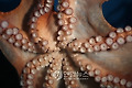 THAILAND ANIMALS OCTOPUS