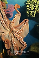 THAILAND ANIMALS OCTOPUS