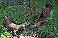 INDONESIA  KOMODO DRAGON