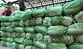 무.배추 설 앞두고 가격 폭등