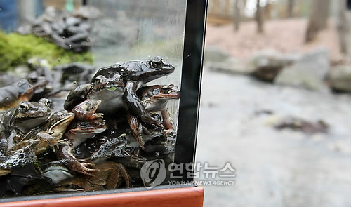 개구리 이미지