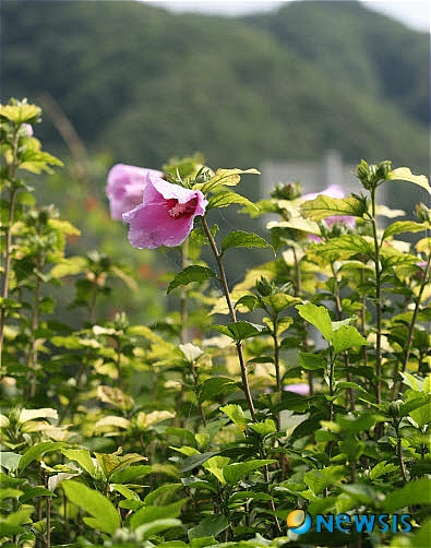 빛과나무 이미지