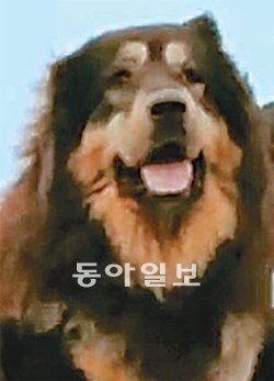 10억 몸값 ‘사자개’ 하루 100만원에 빌려